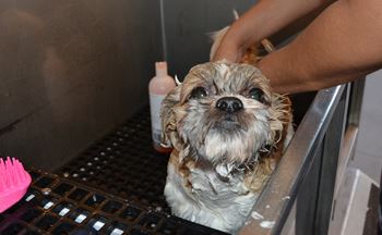 Pet spa